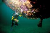 Rainbow Warrior wreck dive