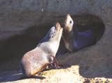 Seals at Kaipara Harbour